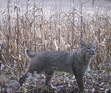 Bobcat