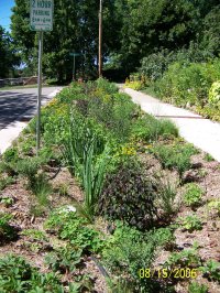 Bioretention near a road and a sidewalk for runoff.