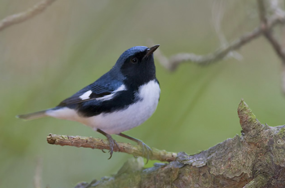 A blue and black bird with a white belly perches on a thin branch.