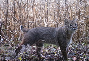 First Cert Bobcat