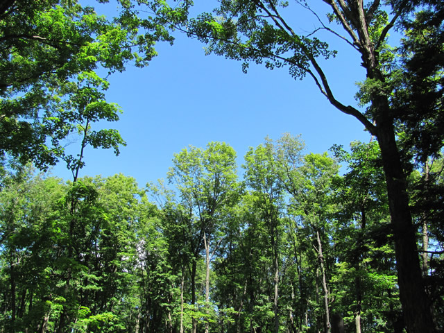 A forest with a newly created gap in the treeline.