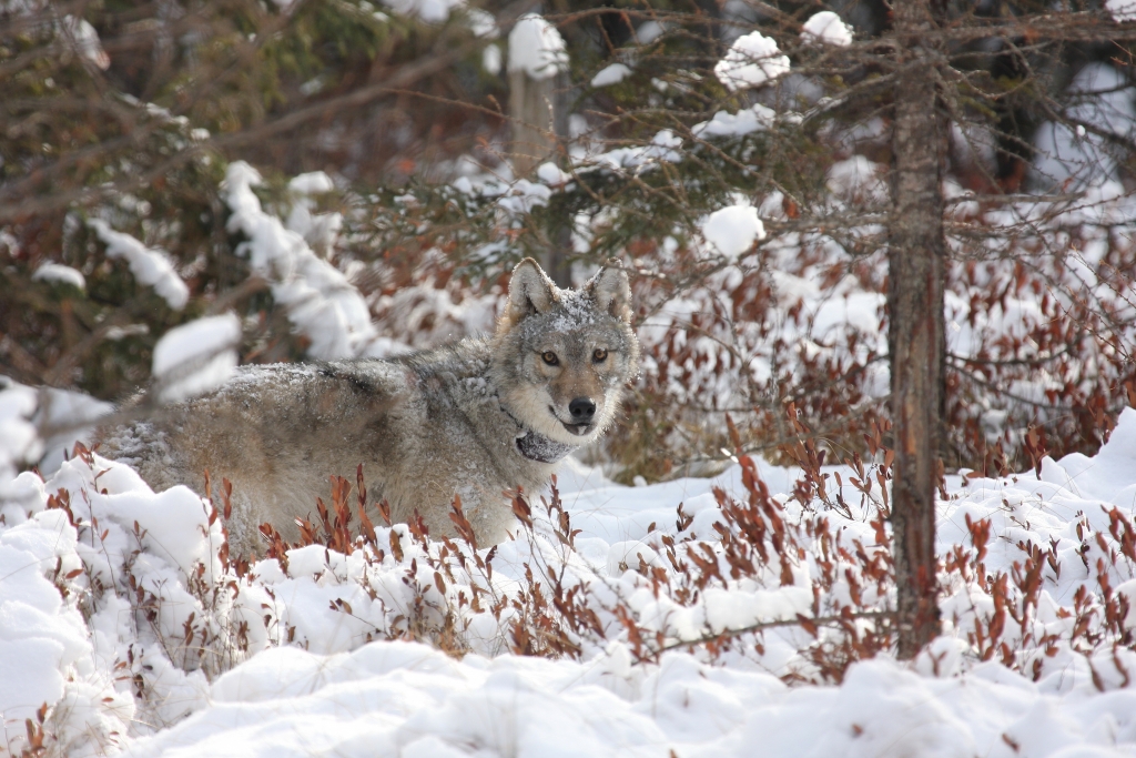 A collared wolf standing in a spruce stand