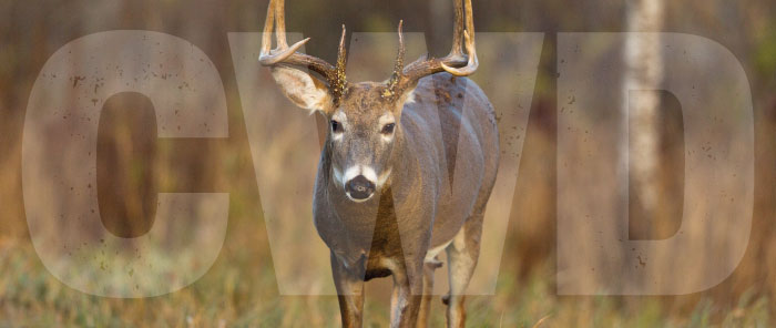 White-tailed deer