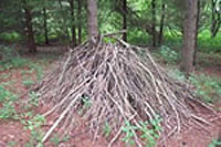 a pile of branches and other brush in a back yard