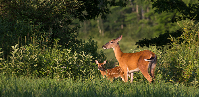 deer mgmt