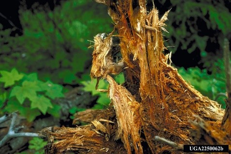 A close up of a tree's roots, showing the white, string-like texture of an Armillaria infection.