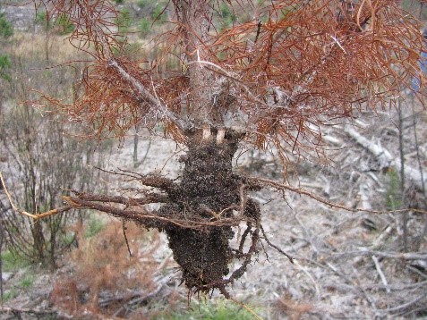 Root reduction due to Armillaria infection.