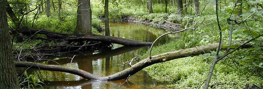 Northern Kettle Streambank