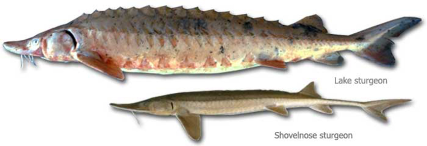 Shovelnose Sturgeon