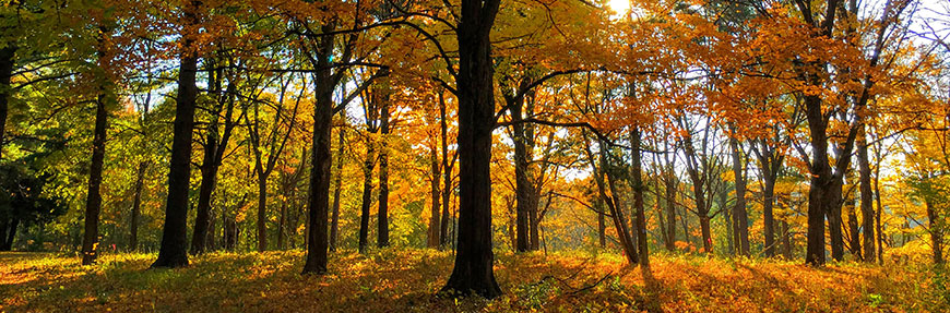 A forest of maple trees in autumn.