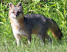 Gray Fox