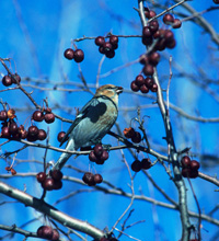 Pine grosbeak bird and blue sky