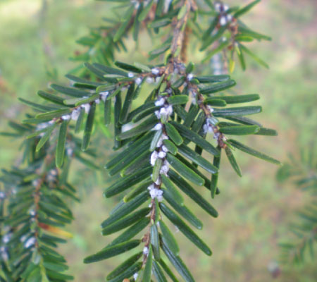 Eggs sacs of hemlock wooly adelgid on hemlock twigs.