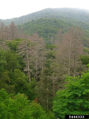 A stand of hemlock trees, some browned and dying.