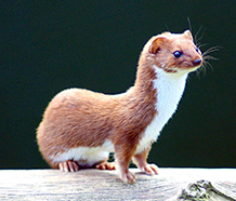 least weasel