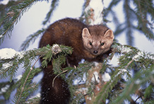 American marten