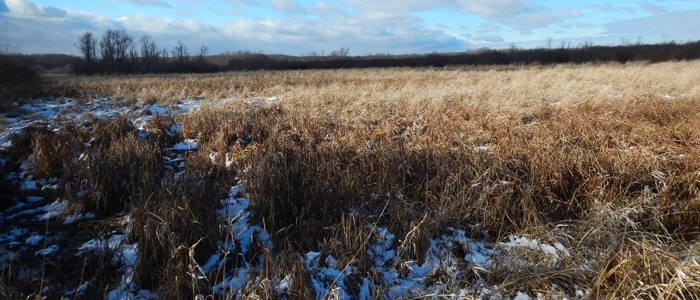 Mukwa Wildlife Area