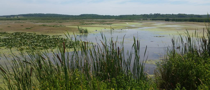 View of the wetlands in Mullet Creek Wildlife Area.