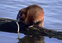 Muskrat