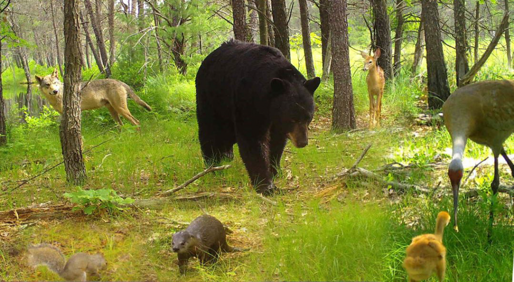 Bear in nature