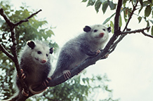 Opossum