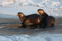 River Otter