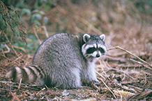 Raccoon