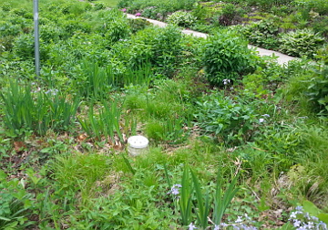 Green plants in a rain garden