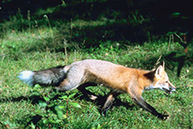 Red Fox