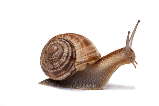 Snail