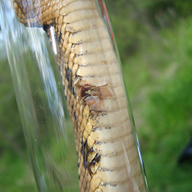 Timber rattlesnake with SFD lesion