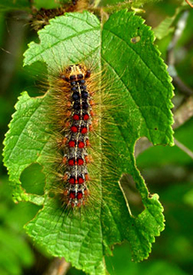 A spongy moth caterpillar on a half-eaten leaf.