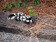 Spotted skunk