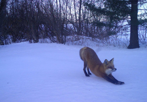 Stretching Fox