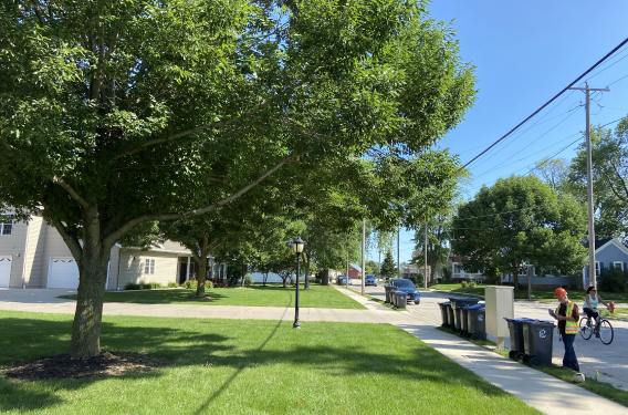 A forester standing in front of an ash tree planted in an urban area.