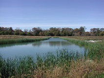 Constructed Wetland