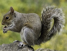 Squirrel