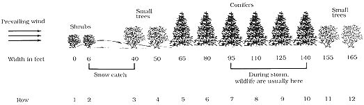 Cross section of a twelve row woody planting.